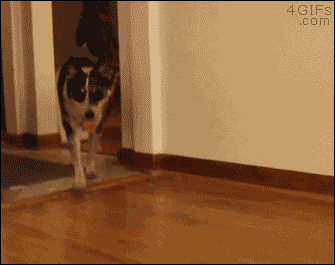 산책나간 댕댕이가 데려온 친구 | 인스티즈