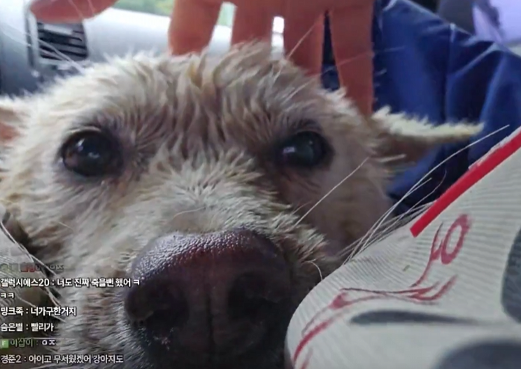 작년 여름 홍수에 목줄에 묶여 도망도 못가고 극적으로 구조된 강아지 기억나??? 근황떴어 | 인스티즈