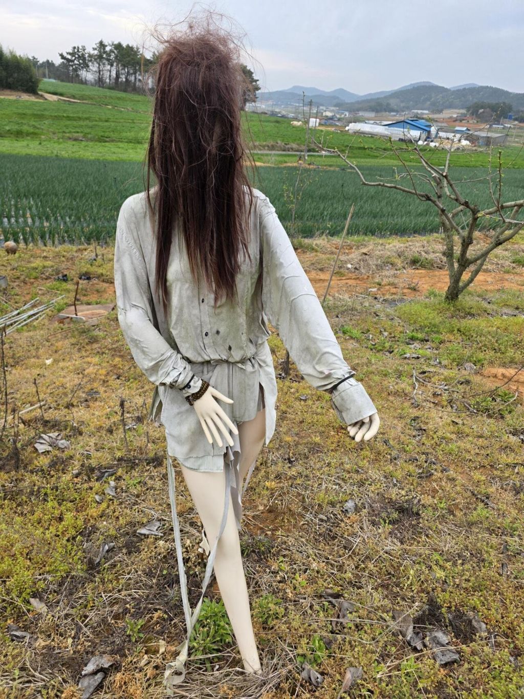 감나무 밭의 살목지 허수아비 | 인스티즈
