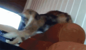 흔드는 고양이들.gif | 인스티즈