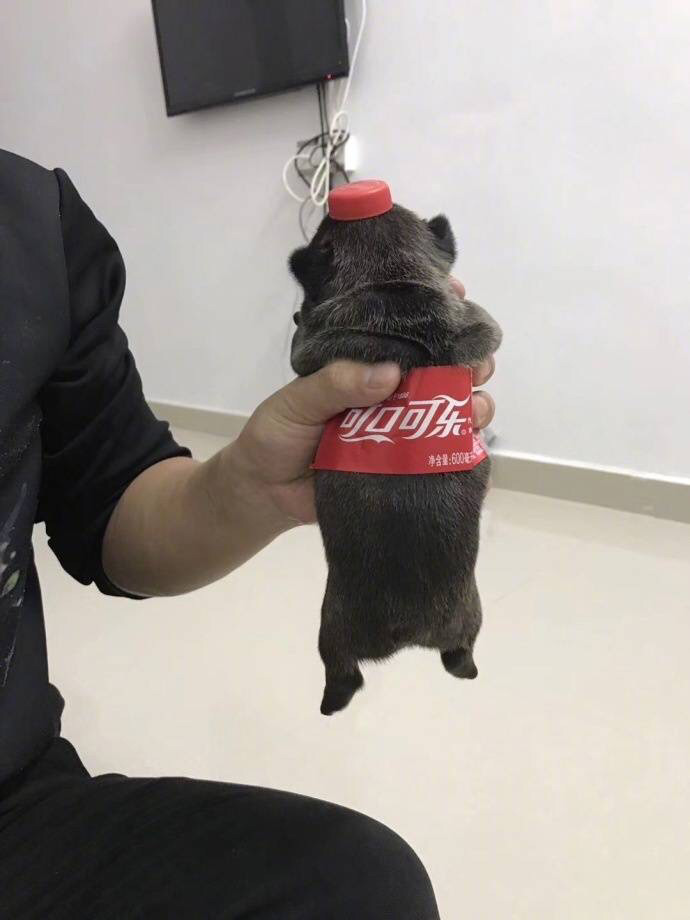 댕료수.jpg | 인스티즈