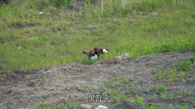 haha ha네 삼색이네 가족은 자기들끼리 노는게 제일 행복하고 재미있어 보임 | 인스티즈