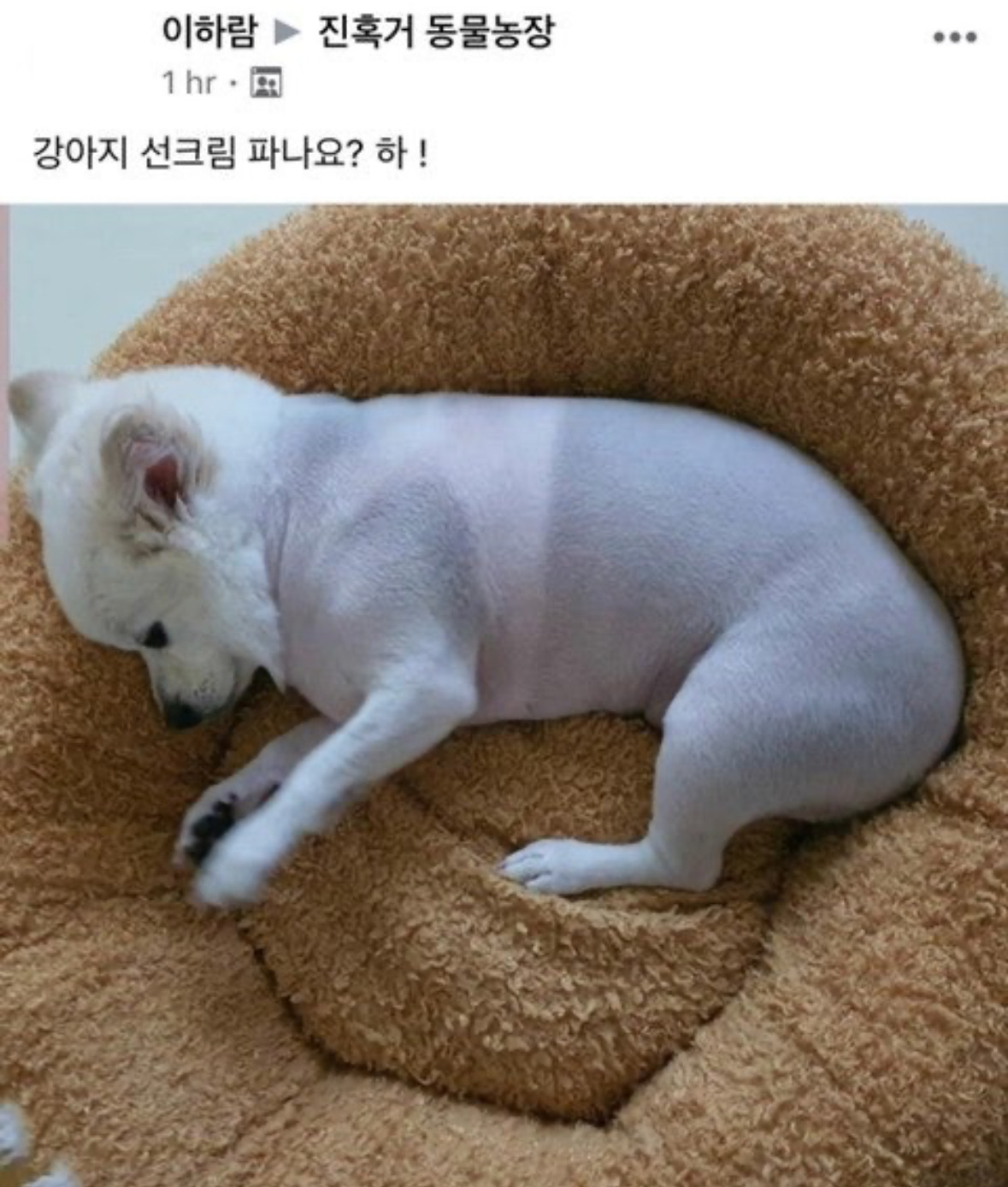강아지 선크림 파나요? | 인스티즈