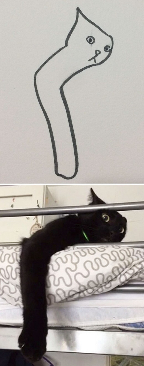 완벽한 고양이 묘사.jpg | 인스티즈