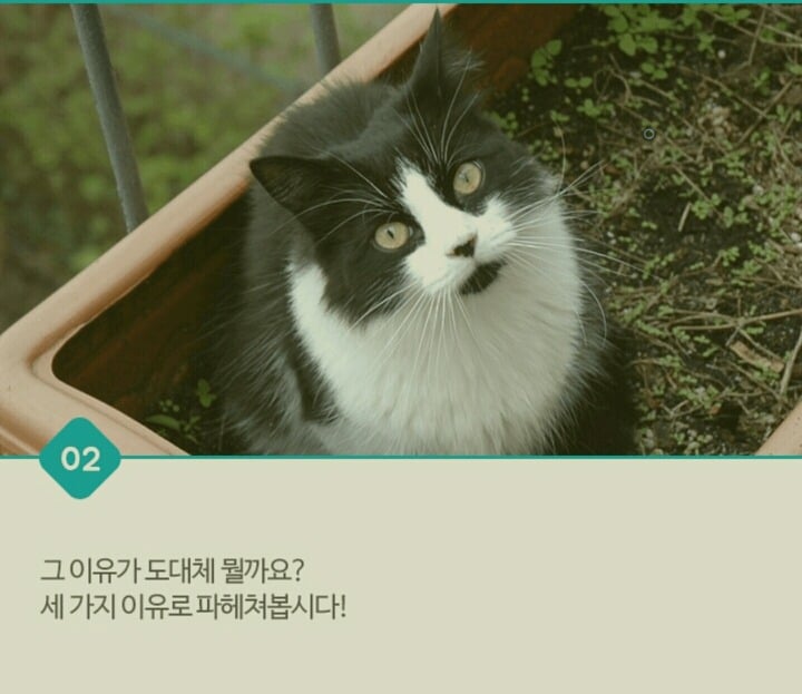 고양이가 화장실 문앞에서 기다리는 이유 | 인스티즈