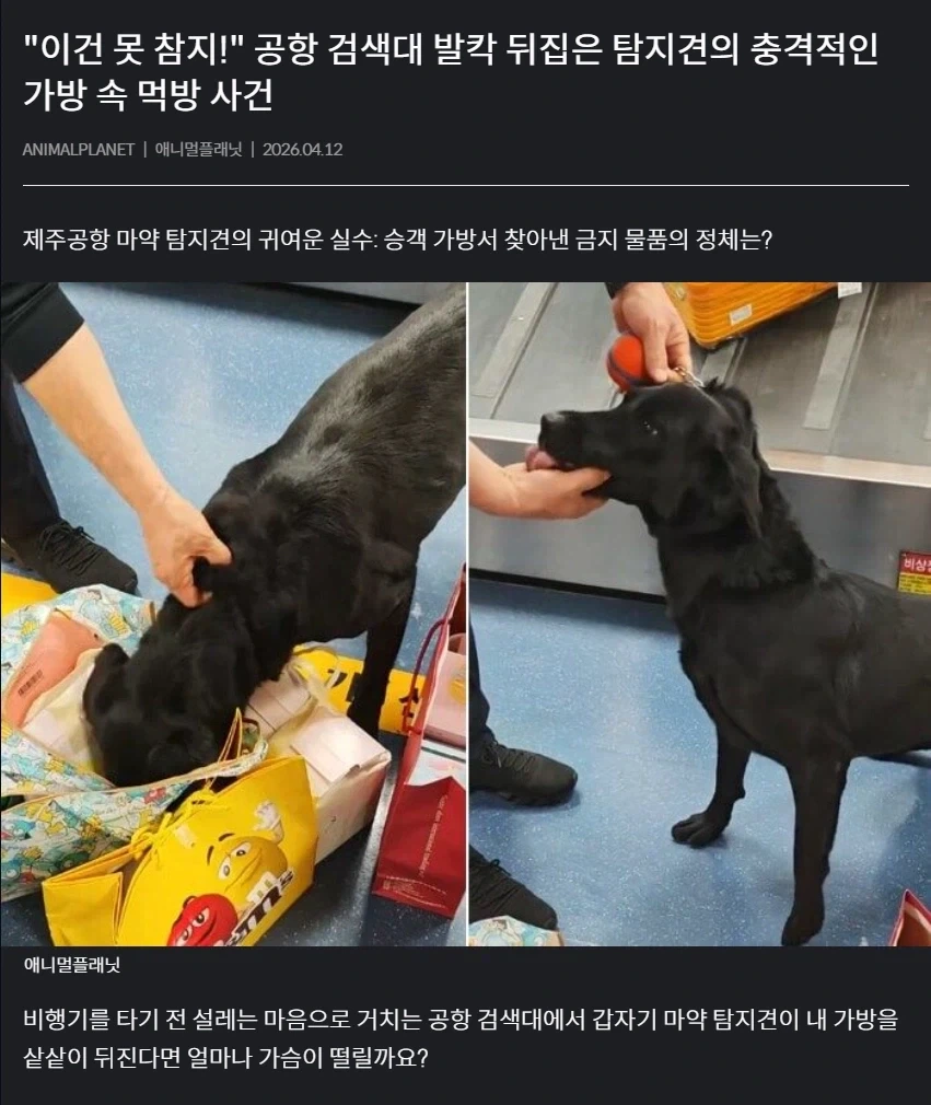 마약 탐지견 때문에 뒤집어진 제주 공항 .gif | 인스티즈