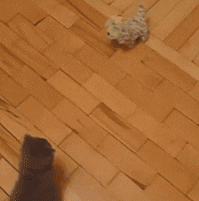 개를 안키우는 이유 | 인스티즈