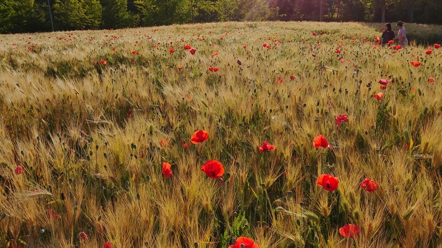 G6로 찍은 풍경사진들(보정).jpg | 인스티즈