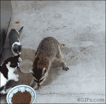 ?? : 퍼가요~♡.gif | 인스티즈