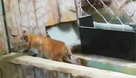 집 나갔다가 엄마한테 목덜미 물리는 스라소니.gif | 인스티즈