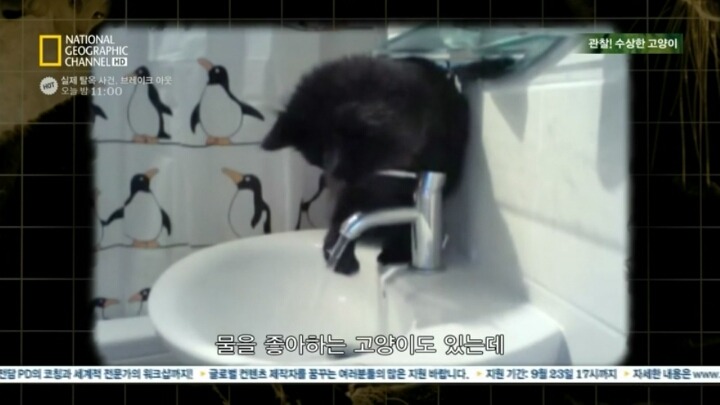 고양이가 자꾸 변기물 마시는이유.. | 인스티즈