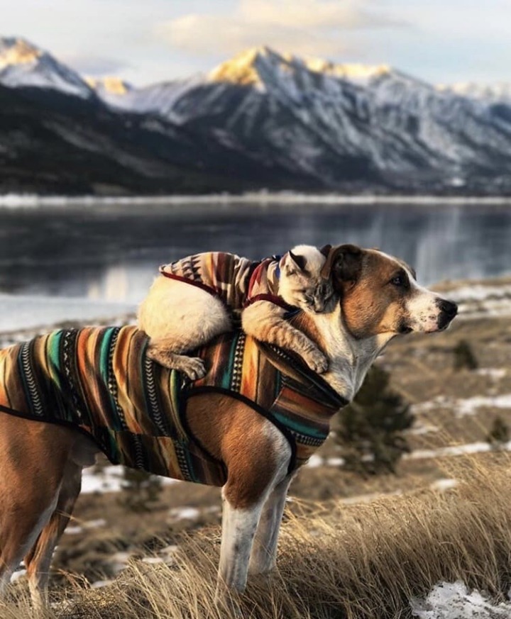개와 고양이가 함께하는 여행 | 인스티즈