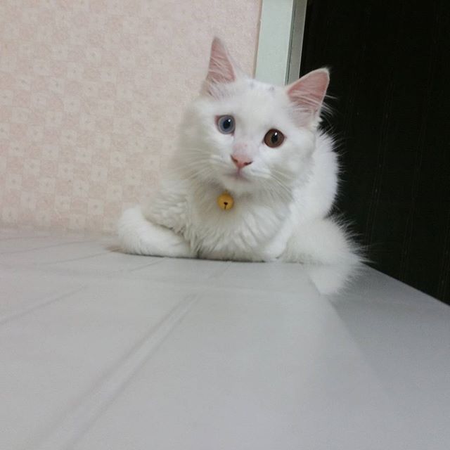 오드아이냥 | 인스티즈