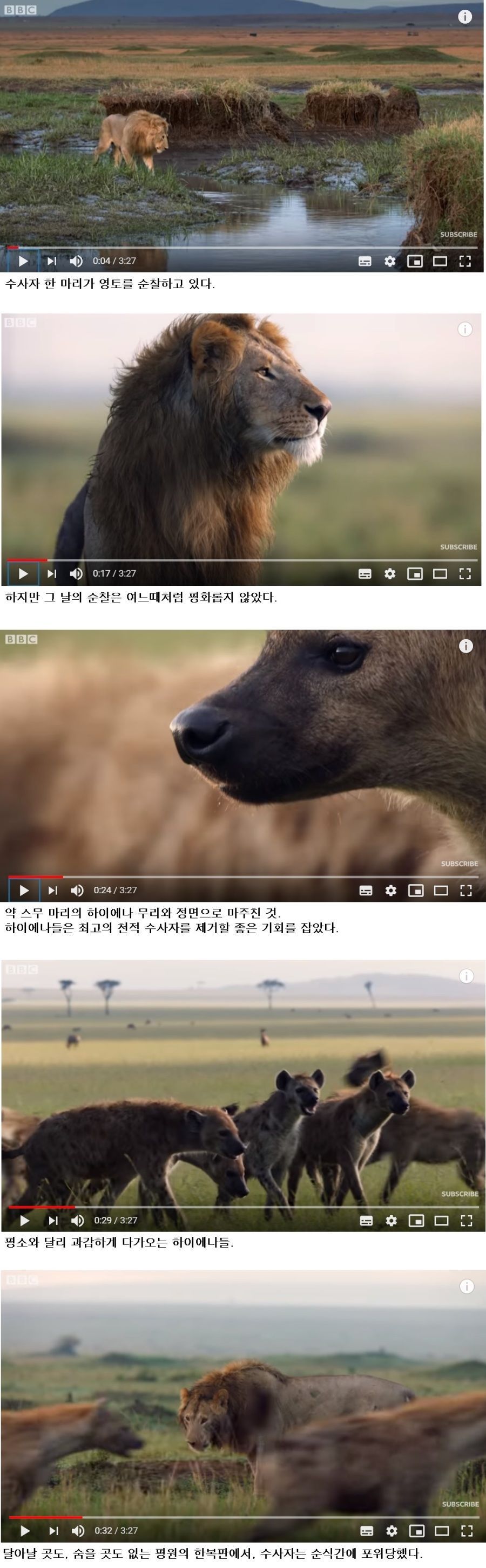 손에 땀을쥐게하는 숫사자vs하이에나 무리의 싸움..jpg | 인스티즈