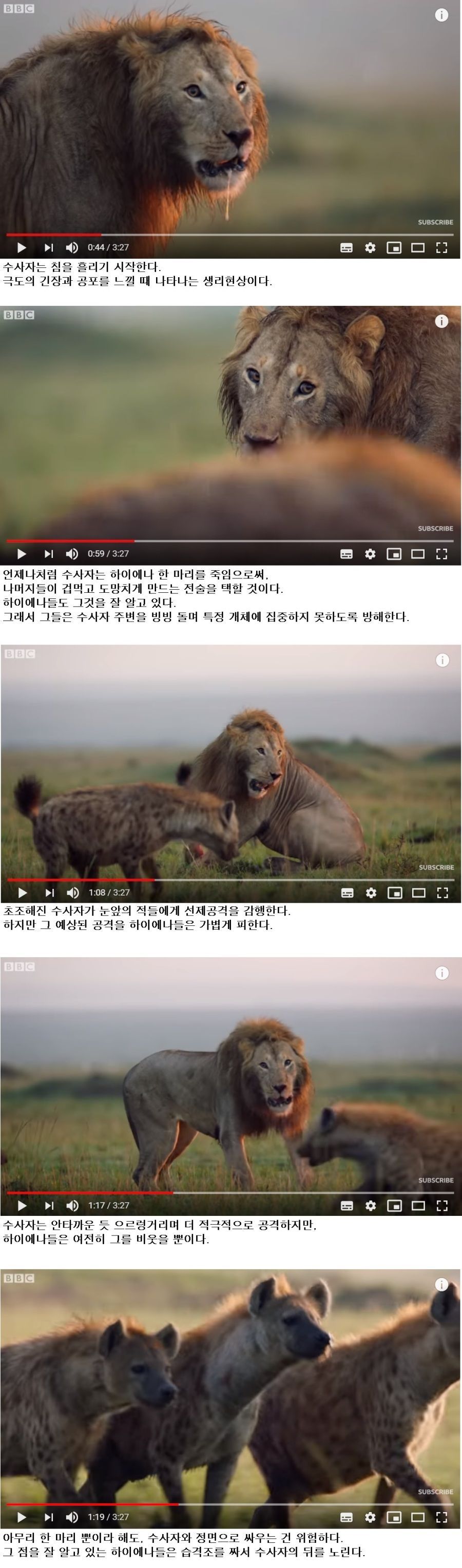 손에 땀을쥐게하는 숫사자vs하이에나 무리의 싸움..jpg | 인스티즈