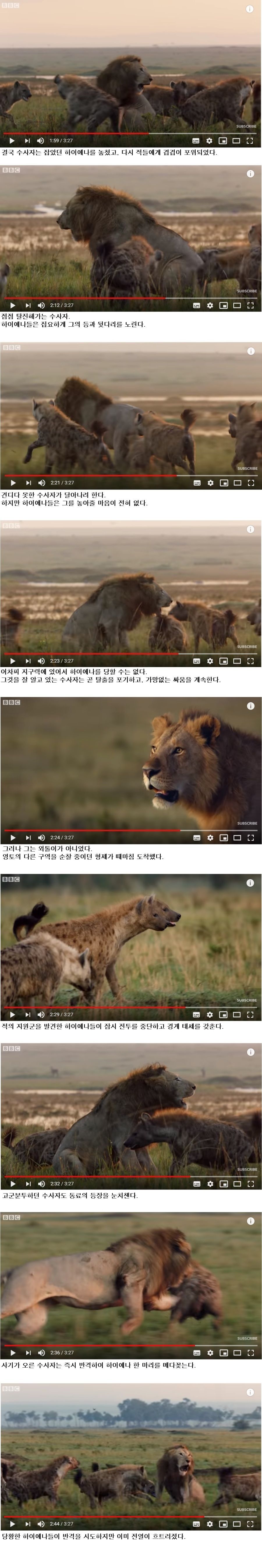 손에 땀을쥐게하는 숫사자vs하이에나 무리의 싸움..jpg | 인스티즈