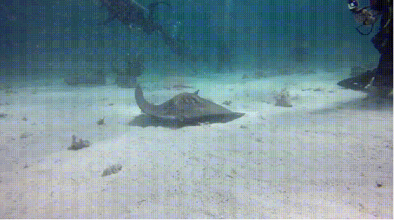 스쳐지나가는 버스기사님들 | 인스티즈