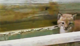 집 나갔다가 엄마한테 목덜미 물리는 스라소니.gif | 인스티즈
