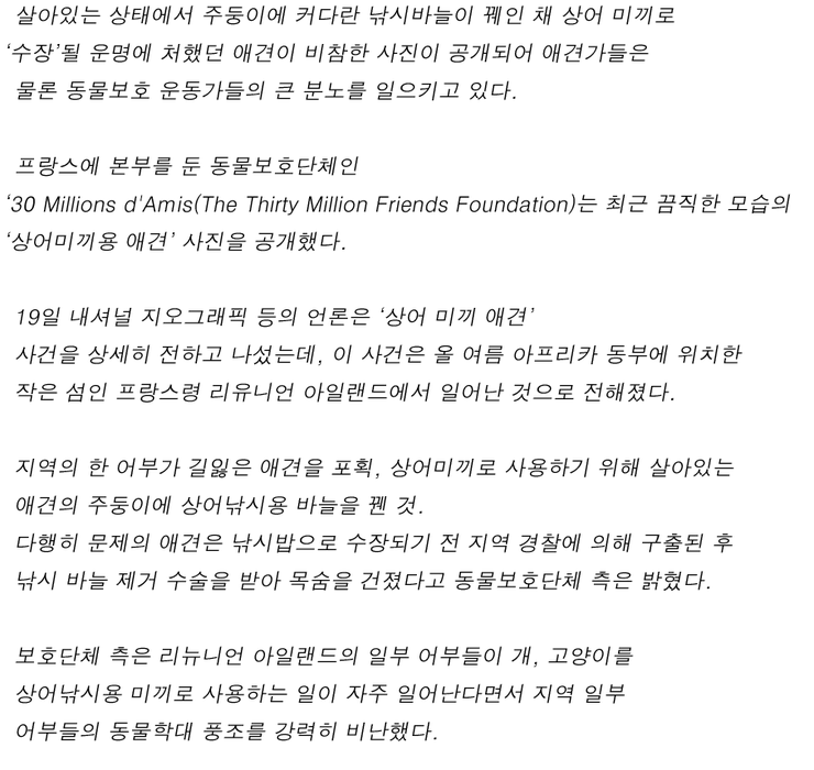 혐)상어를 잡기 위한 미끼 | 인스티즈