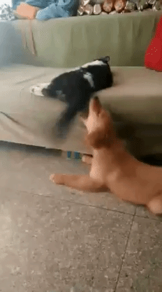 남의 꼬리 함부로 물면 안되는 이유.gif | 인스티즈