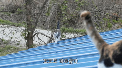 haha ha네 삼색이네 가족은 자기들끼리 노는게 제일 행복하고 재미있어 보임 | 인스티즈