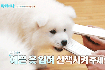 [마리와나] 엉엉이란 말이 잘 어울리는 사모예드 4남매 - 2 | 인스티즈