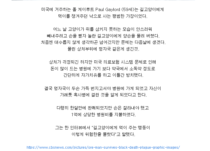 혐주의) 길고양이 함부로 만지면 안되는 이유 | 인스티즈