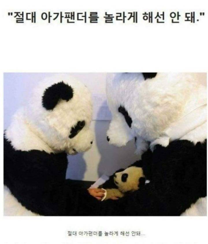 아기팬더 옮기는법 | 인스티즈