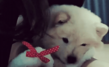 나인뮤지스 경리가 키우는 강아지 ㅠ 졸라 귀엽긔 ㅠ.jpgif | 인스티즈