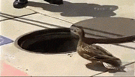 오리새끼 구조.gif | 인스티즈