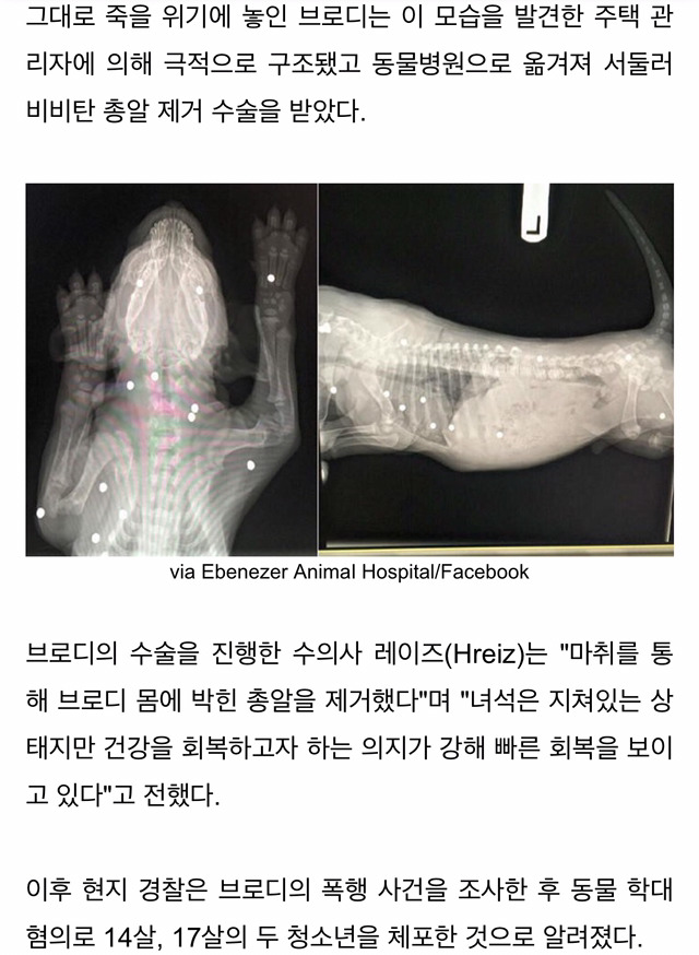 사람 보고 꼬리친 유기견에게 비비탄 쏜 10대들 (사진) | 인스티즈
