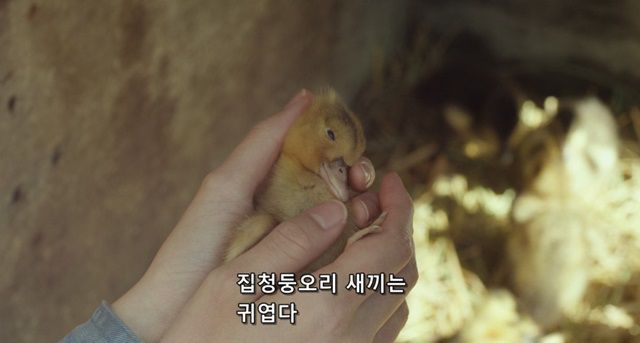 오리를 좋아하는 소녀.jpg | 인스티즈