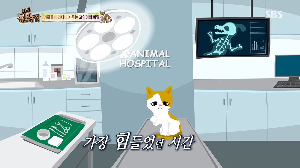 [동물농장] 존트 할말 다 하고 사는 수다쟁이 고양이 쪼롱이ㅋㅋㅋㅋ.jpg | 인스티즈