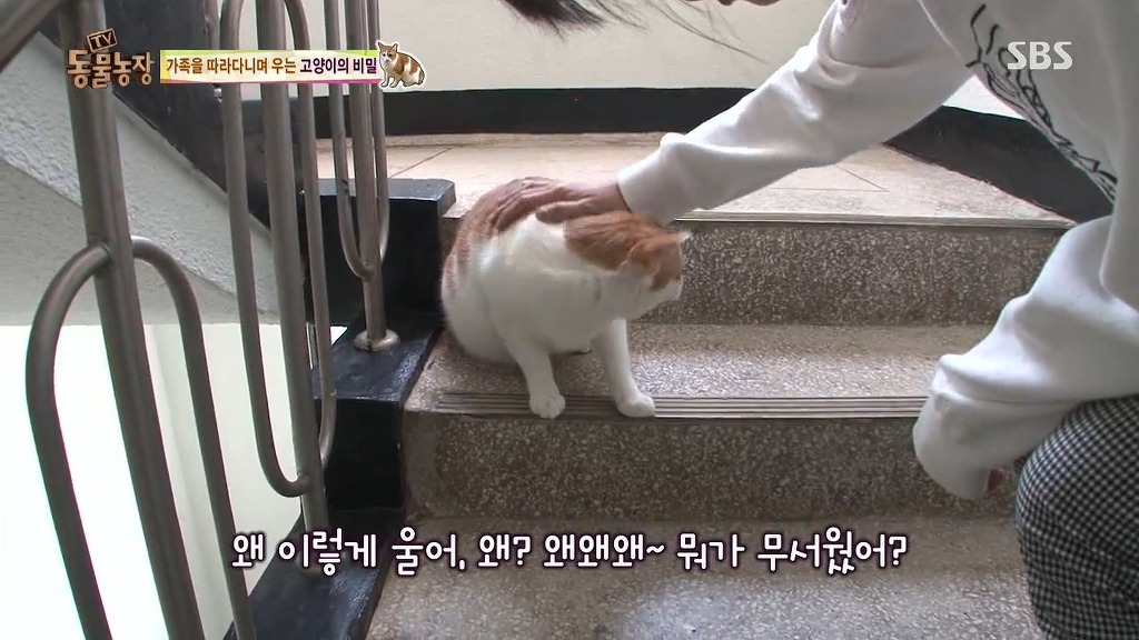 [동물농장] 존트 할말 다 하고 사는 수다쟁이 고양이 쪼롱이ㅋㅋㅋㅋ.jpg (스압) | 인스티즈