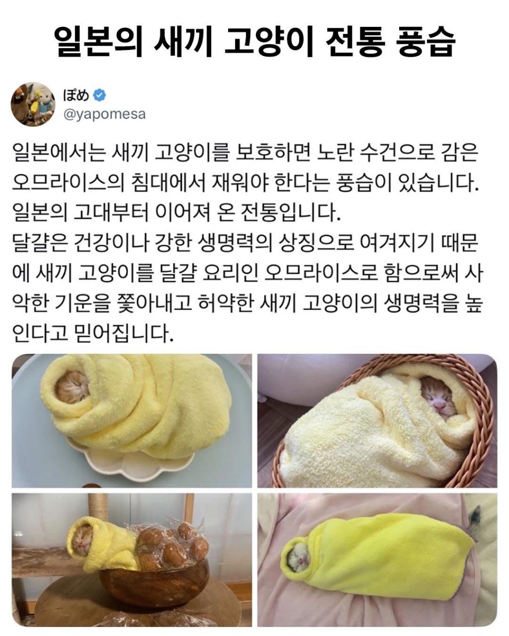 일본의 새끼 고양이 전통 풍습 | 인스티즈