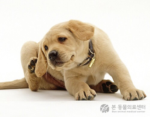 강아지들 근지러울 때 짓는 표정.jpg | 인스티즈