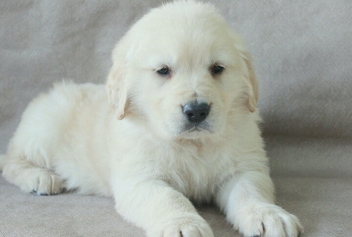 대형견 강아지들의 수많은 포인트 중 하나.jpg | 인스티즈