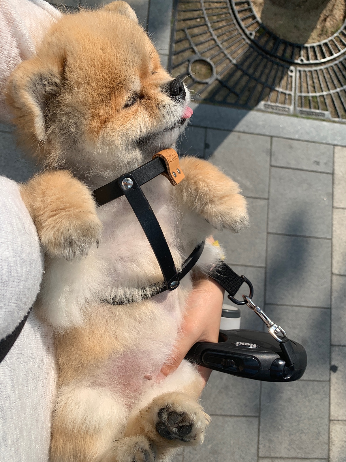 잠 안 와서 쓴 개뚱뚱한 강아지 입양기 | 인스티즈