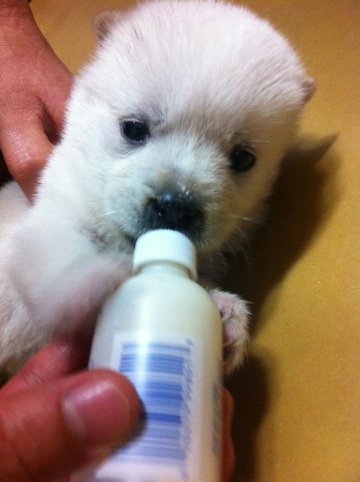 귀여운 댕댕이 | 인스티즈