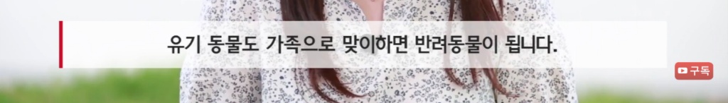 마산 애니멀 호더에게서 구조한 50여마리의 고양이들에게 손길을 내밀어주세요! 곧 쉼터가 폐쇄되어 아이들이 갈 곳이 없습니다 | 인스티즈