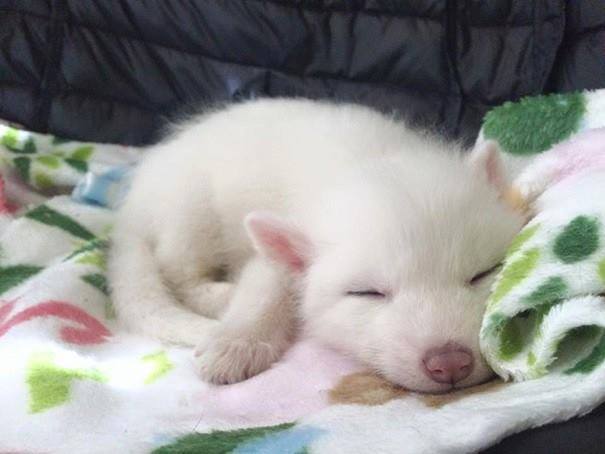 귀여운아기 여우 | 인스티즈