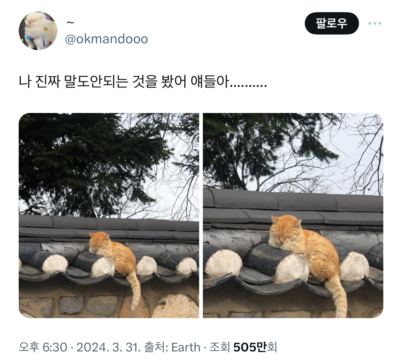 경주의 랜드마크 유명 고양이 | 인스티즈