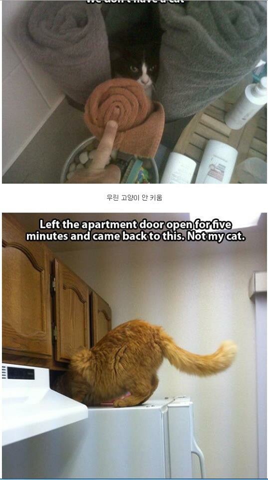 내 고양이 아닌데...jpg (심장폭행 주의) | 인스티즈