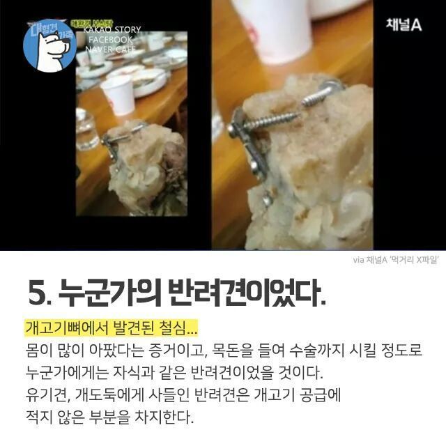 개고기를 먹지말아야 하는 설득력이 있는 이유 | 인스티즈
