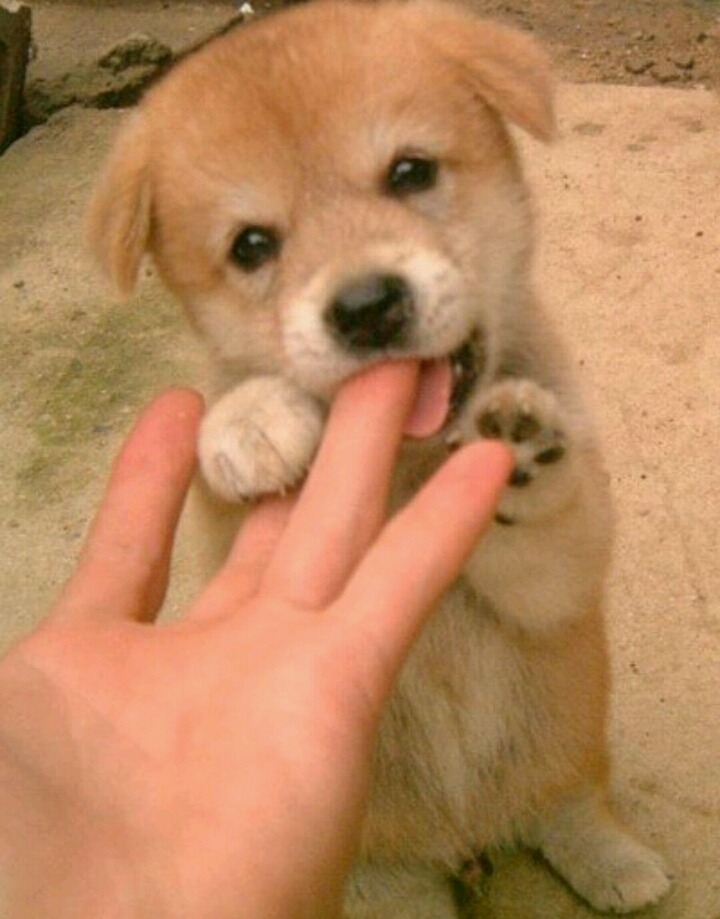 대형견 강아지들의 수많은 포인트 중 하나.jpg | 인스티즈