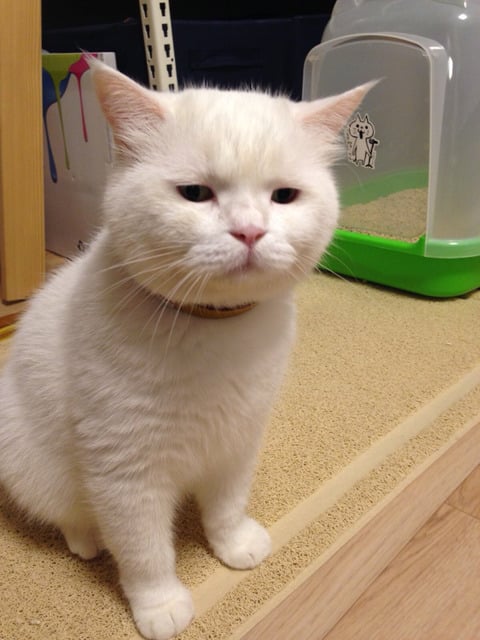 고양이 가자미눈 | 인스티즈