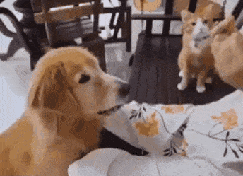 냥이도 손 할 수 있는데.gif (댕댕이 손할때 연습하고있음) | 인스티즈