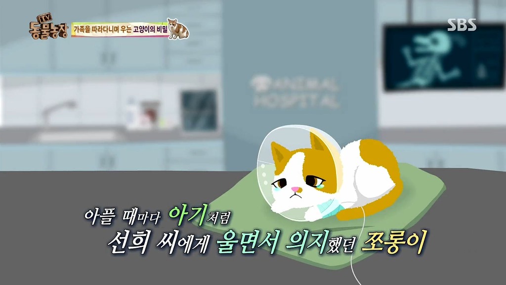 [동물농장] 존트 할말 다 하고 사는 수다쟁이 고양이 쪼롱이ㅋㅋㅋㅋ.jpg (스압) | 인스티즈