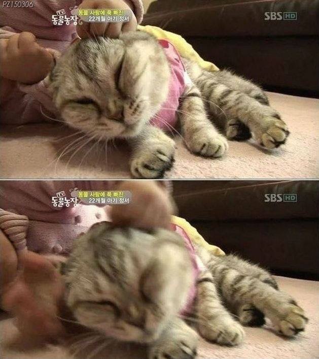 ...고양이..jpg | 인스티즈