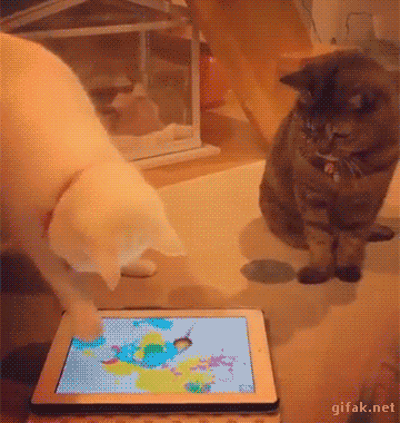 냥아치들.gif | 인스티즈
